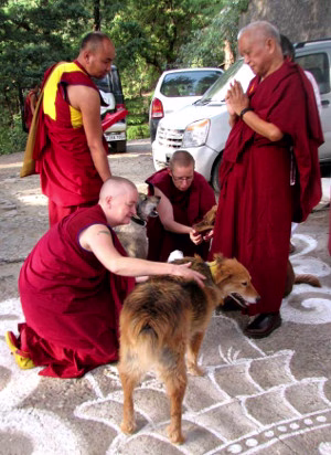 News_2013_-_LZR_Dogs