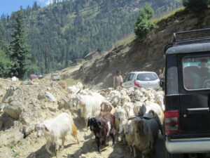 Our Tushita jeep & car making their way up the narrow mountain roads shared with many beings.