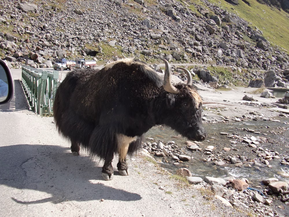 Excuse us, may we pass please!