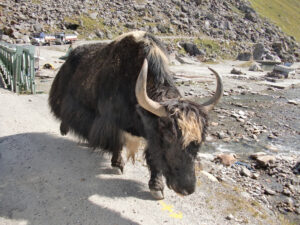 This yak is quite impressive, maybe we better stay in the car.